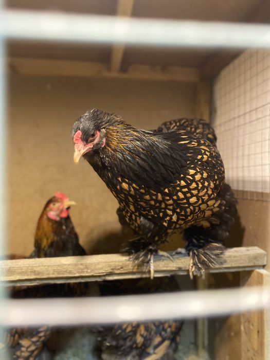 Brama Qora Tilla Брама Чёрное золото