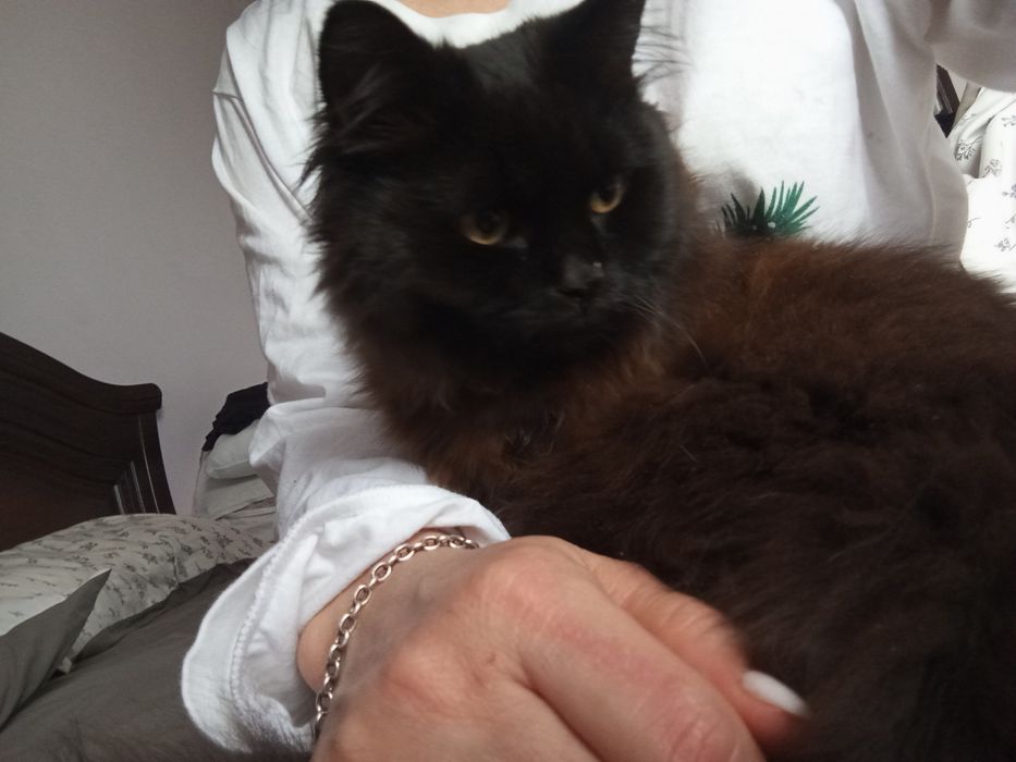 Отдам Чернышку в добрые руки