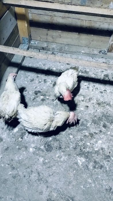 Кур Несушки Легорн