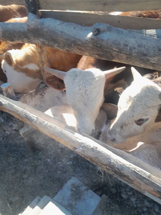 Продам бычков на откорме