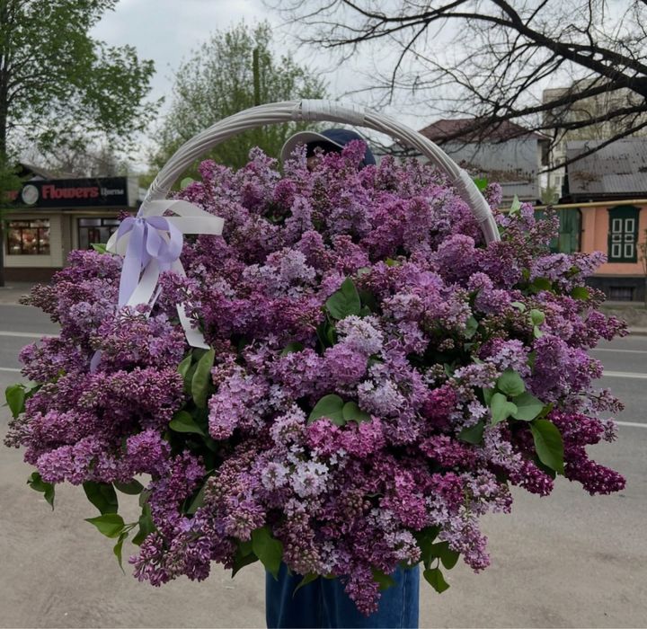 Продам Свежие Сирень оптом