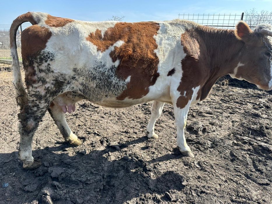 Vand vaca gestanta in 7 luni jumatate