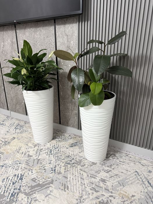 Комнатные цветы фикус