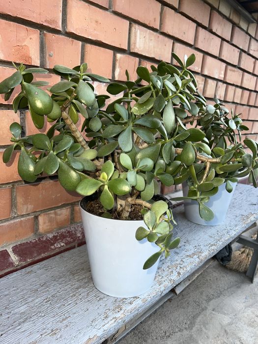 Кимга кере буса мурожат клила