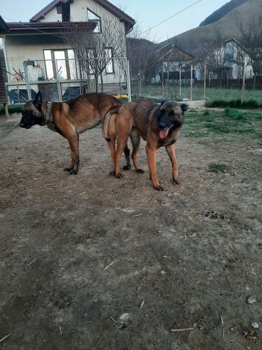 Catel ciobanesc belgian malinois