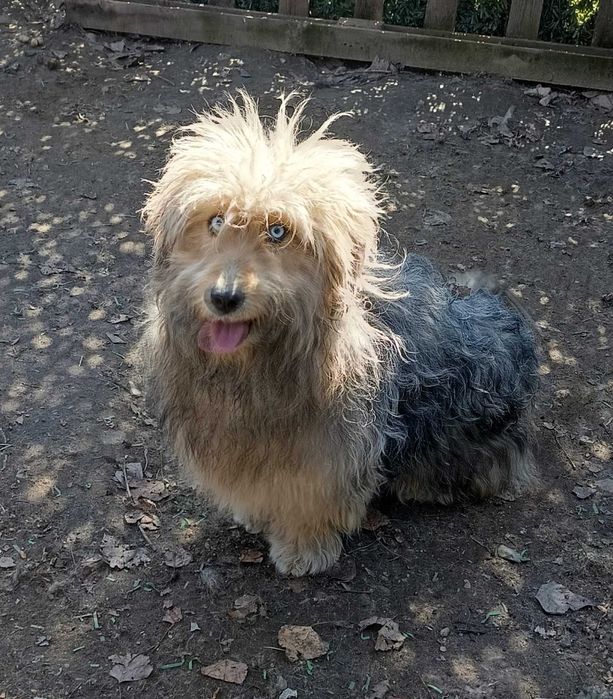 Donez 3 câini talie medie cu vârsta de 1 an, individual, doi sau toți