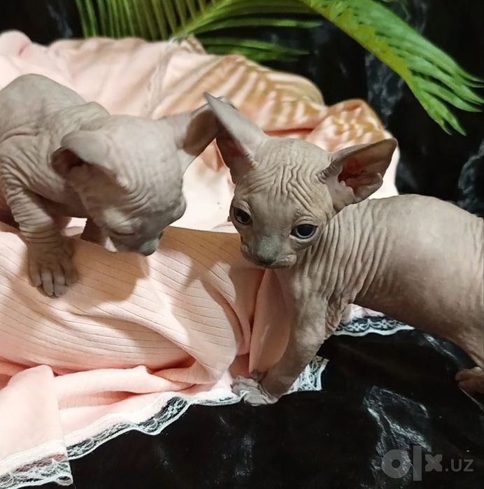 Сфинксики канадцы 35 дней