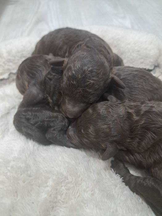 Той пудел шоколад