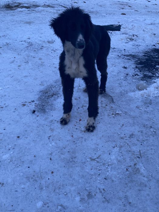 Қойға айырбас бар