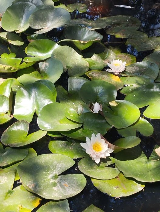 Продам водяные лилии