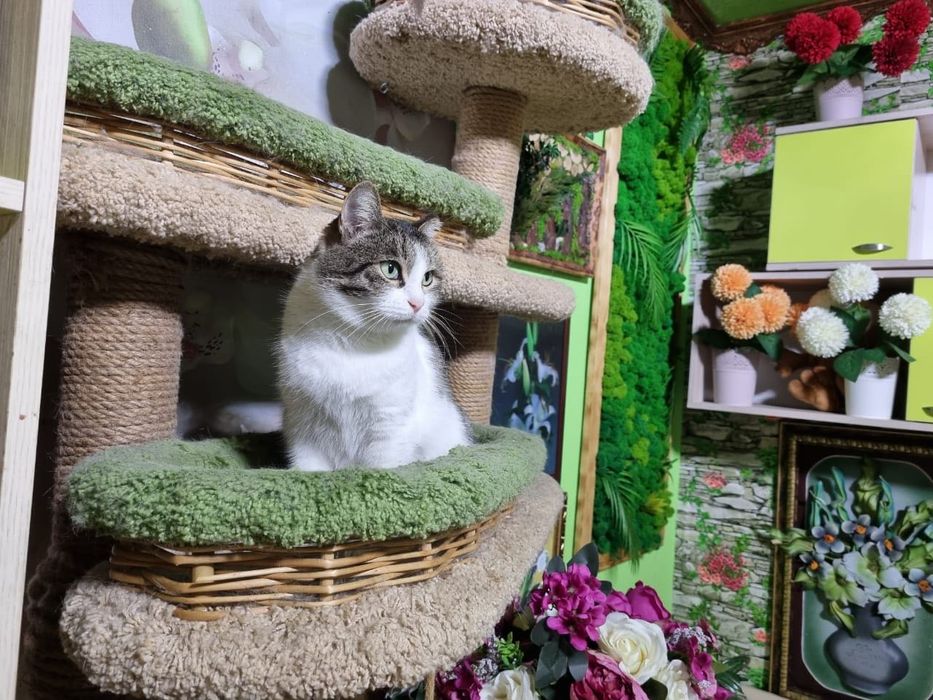 Кошка в добрые руки