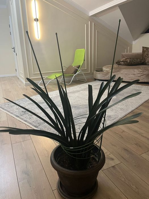 Цветы в хорошем состоянии