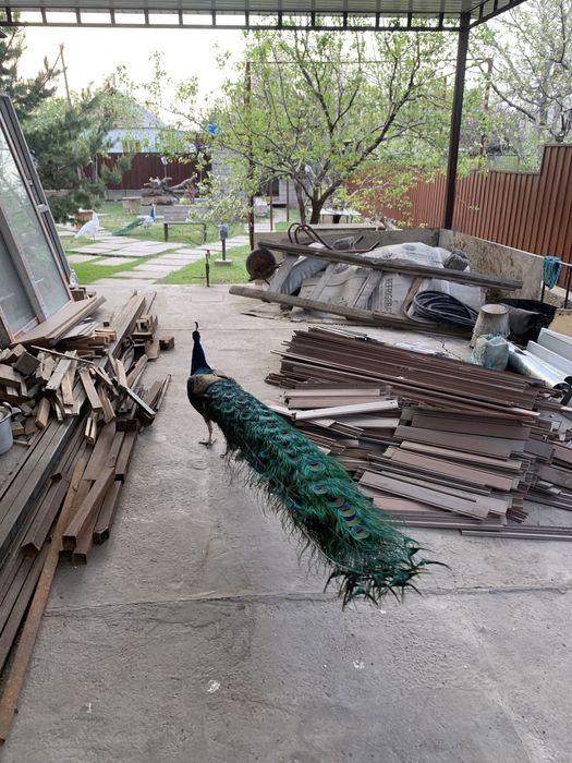 Продам яйцо индийского павлина свежие