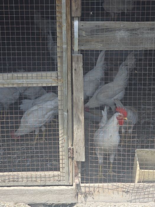 Продам петушков 5 месяцев