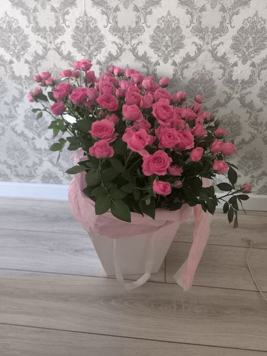 Роза Спрэй София