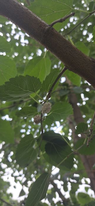 Продам дерево, шелковица белая (тутовник)