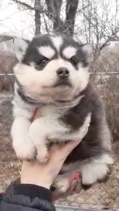 Красотка хаски с голубыми глазками