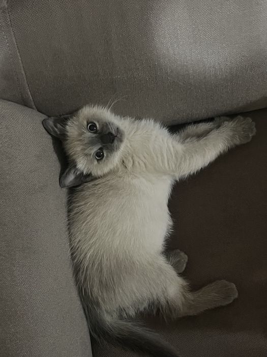 Котенок, мальчик еще не купили