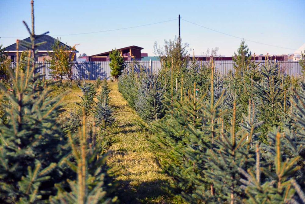 Ель колючая (голубая) Елка