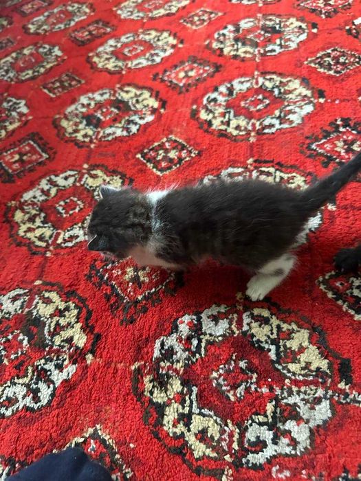 Mushukchalar sotiladi