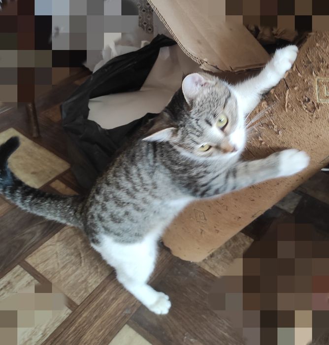 ПРИСТРАИВАЕТСЯ только в заботливые ручки