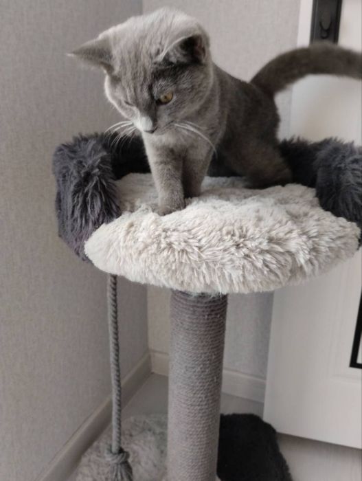 продается котёнок