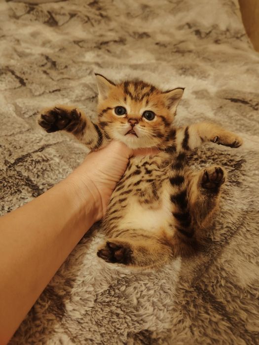 Золотистый табби котик