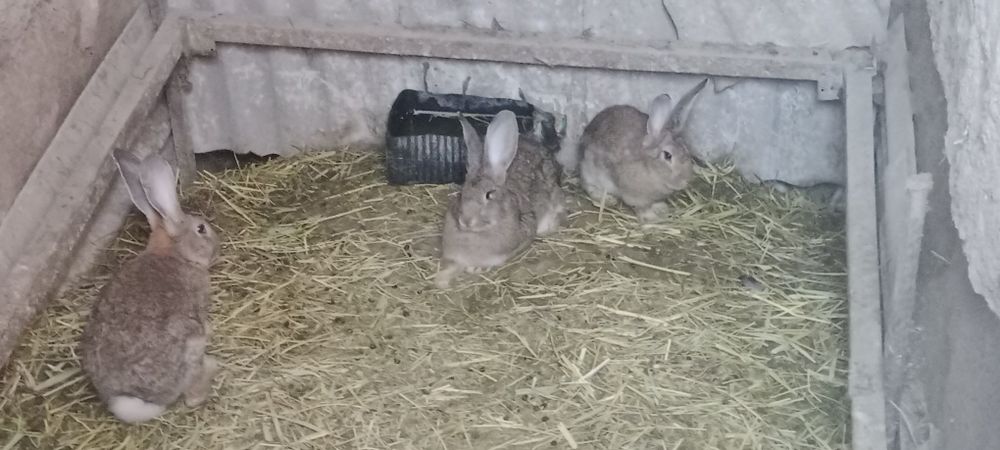 Кролики породы Великан