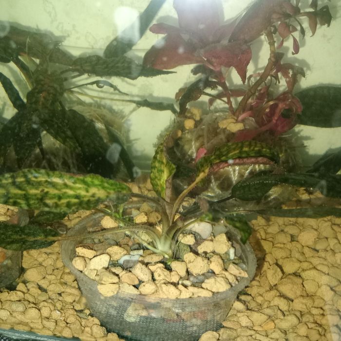 Аквариумные растения