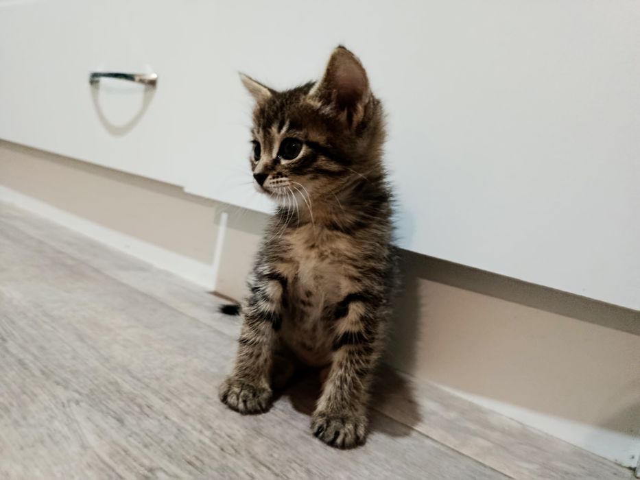 Продам котят, один мальчик и две девочки