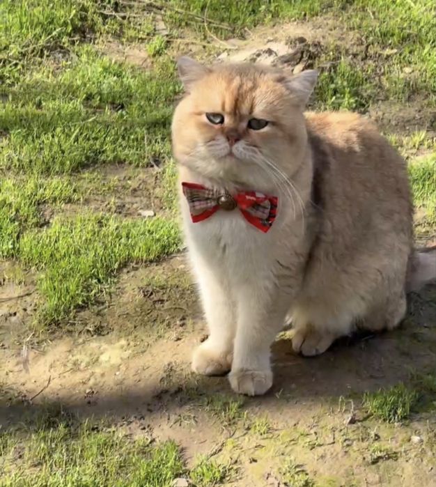 Rodoslovniy nyu11 okras zot olishga zoʻr mushuk.