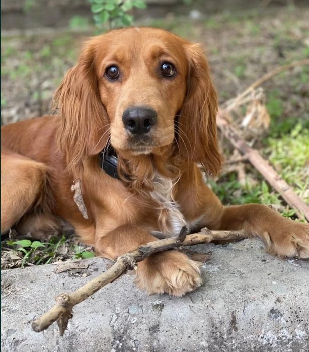 Спаниель - кобель на вязку