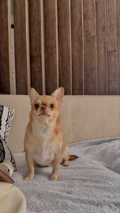 Передержка животных кошек и собак