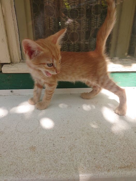 Подарявам  малки котенца