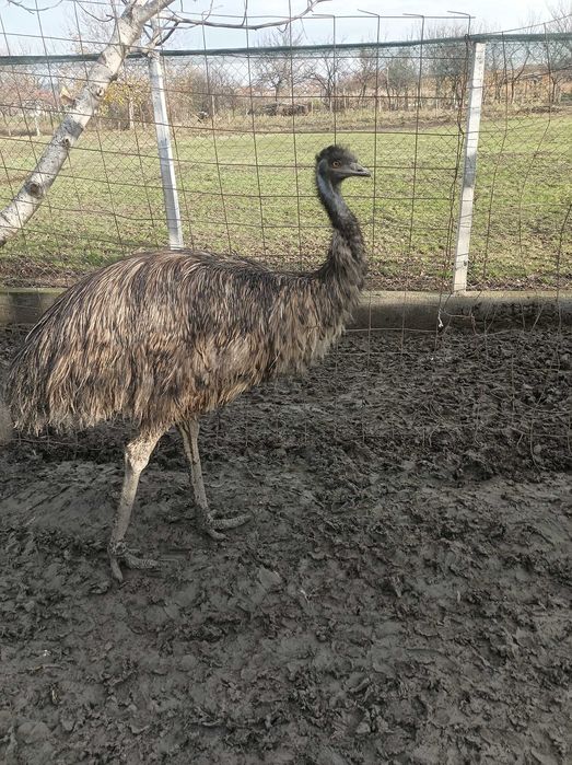 Struți Emu masculi