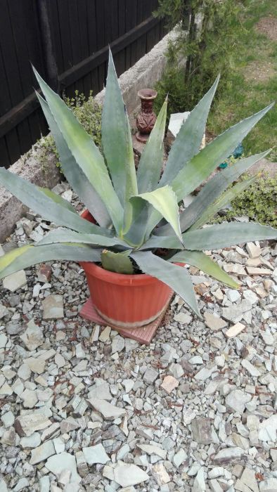 Flori ornamentale AGAVA AMERICANĂ