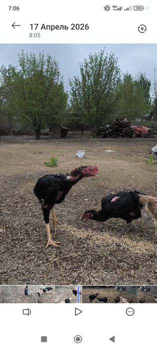 Яйца от хороший семейки