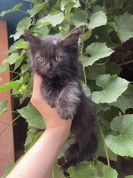 Срочно. Черный котенок.