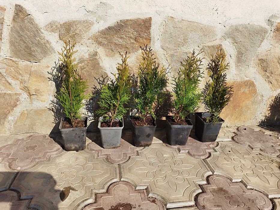 Tuia Smaragd 30-40 cm