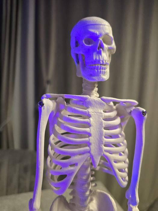 Schelet uman - anatomie educatie