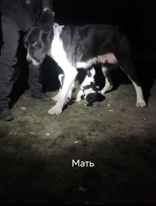 Алабай 8и месячный щенок