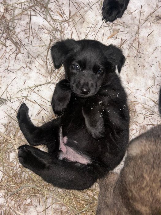 Отдам бесплатно щенков