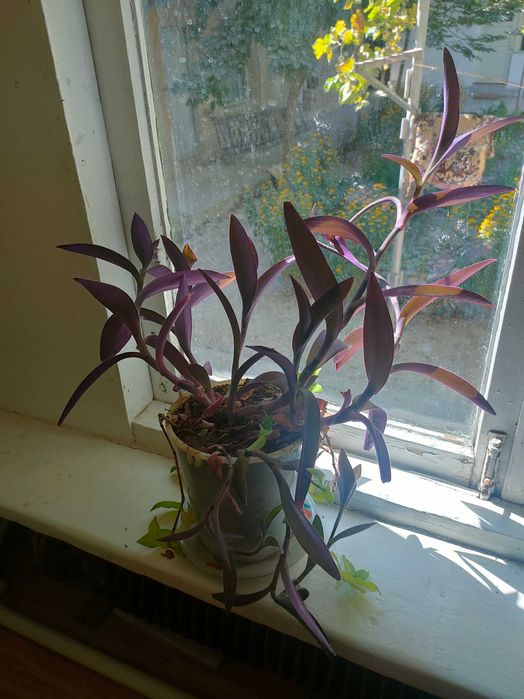 цветы: герань, алоэ вера, лилии и другие