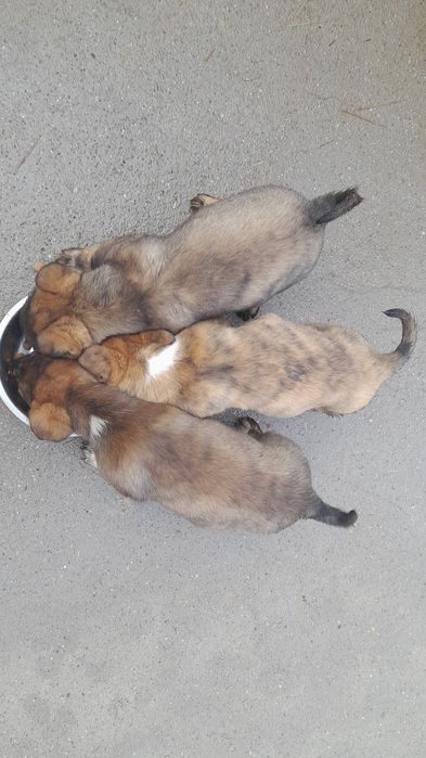 Adoptie pui de caine