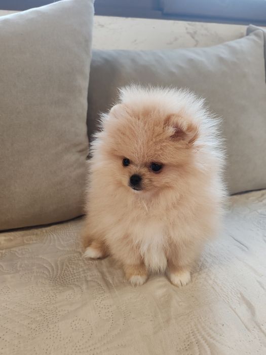 Померан мини мъжко