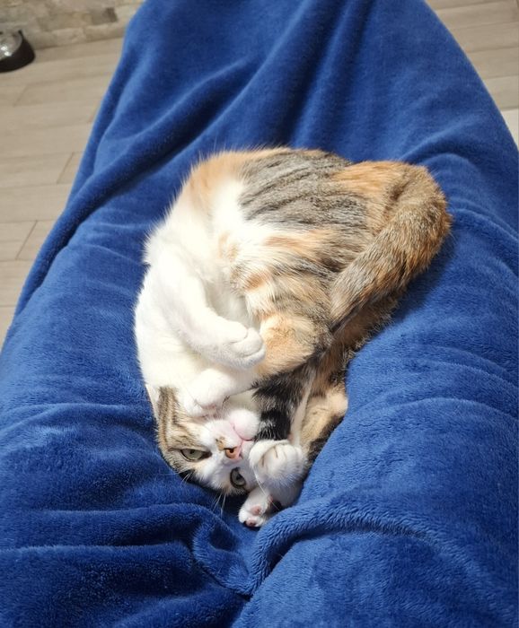 Ново мекичко котешко легло