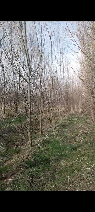 QORA TOL sotuvga chiqdi oladiganlar aloqaga chiqilar  ‼️