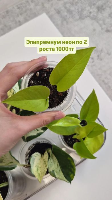 Эпипремнум Неон черенки