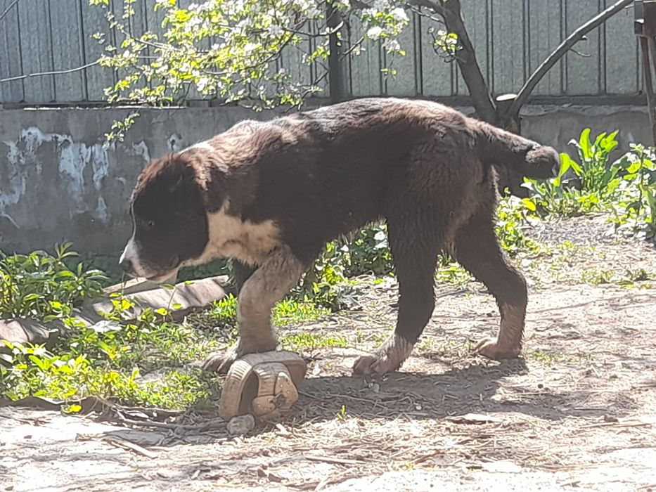 Кобели САО Алабай