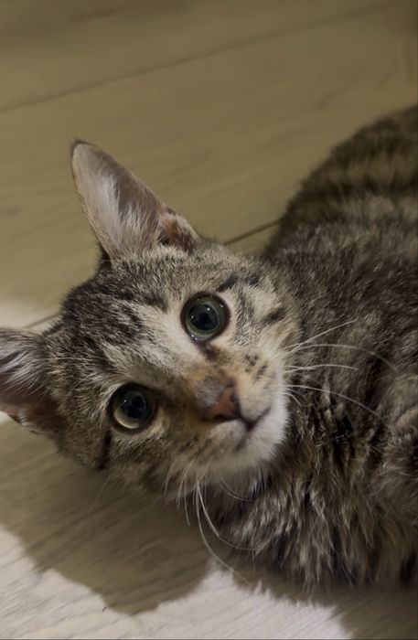 2х месяный котенок ищет дом